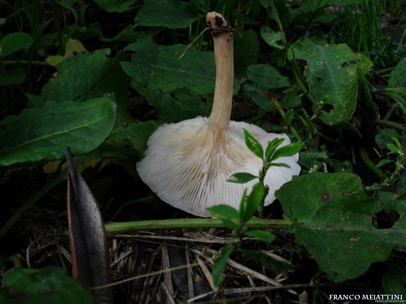 Clitocybe da determinare